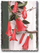 Copihue