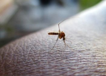Alerta sanitaria por mosquito que transmite el dengue: ¿Qué tan preocupante es?