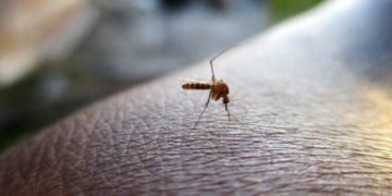 Alerta sanitaria por mosquito que transmite el dengue: ¿Qué tan preocupante es?