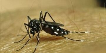 Minsal asegura que los 135 casos de dengue en Chile son importados