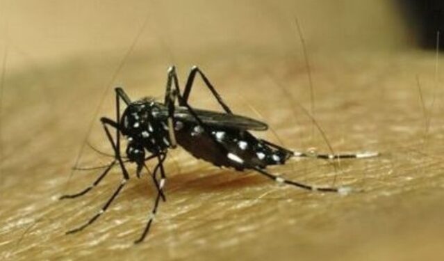 Minsal asegura que los 135 casos de dengue en Chile son importados